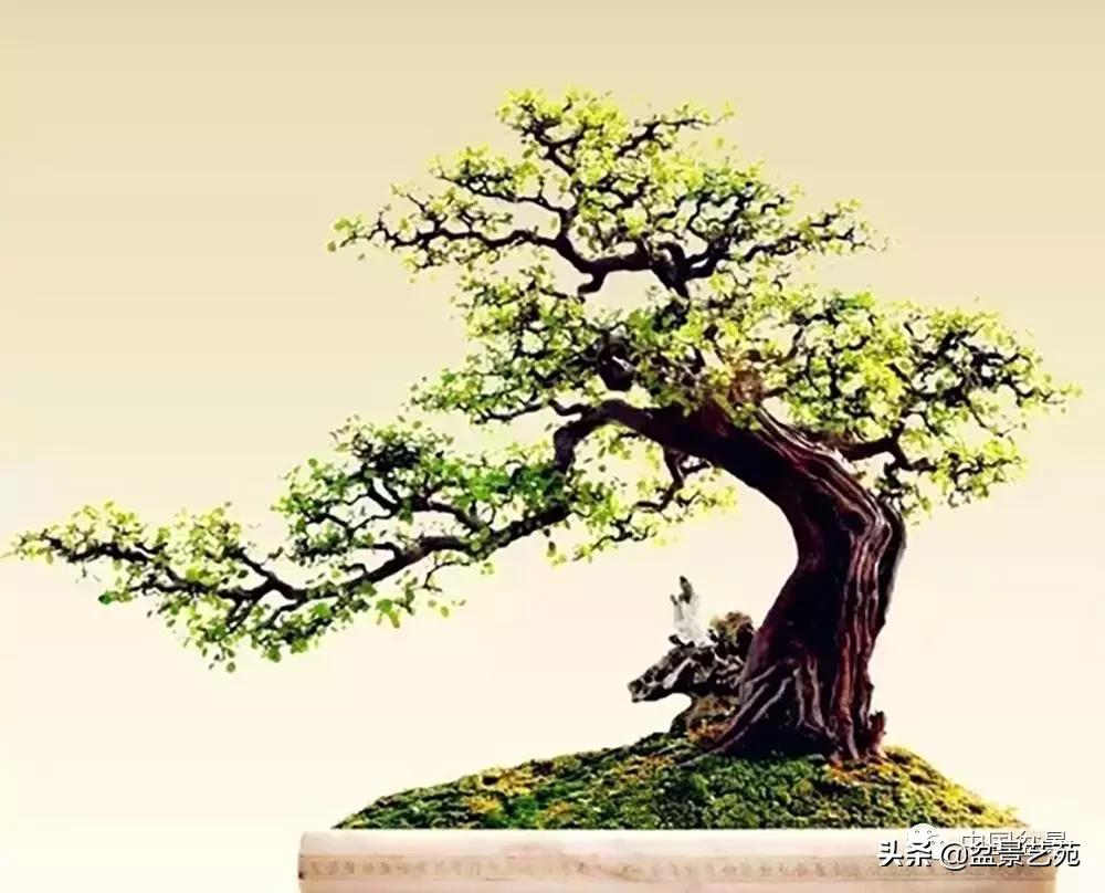 雀梅盆景艺术鉴赏图片,红芽雀梅盆景冬天怎么养护