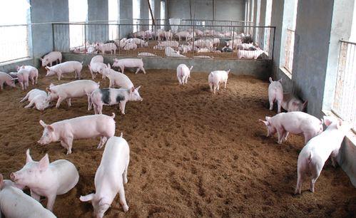 搞养殖如何拿到补贴,怎么办理养殖补贴