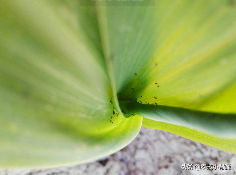 玉米田蓟马虫害最佳防治方法,玉米苗期害虫特多如何防治