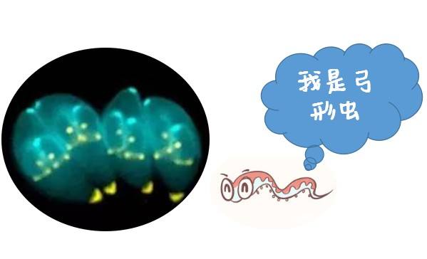 爱猫的妇女,养猫的女孩怀孕前要做什么检查