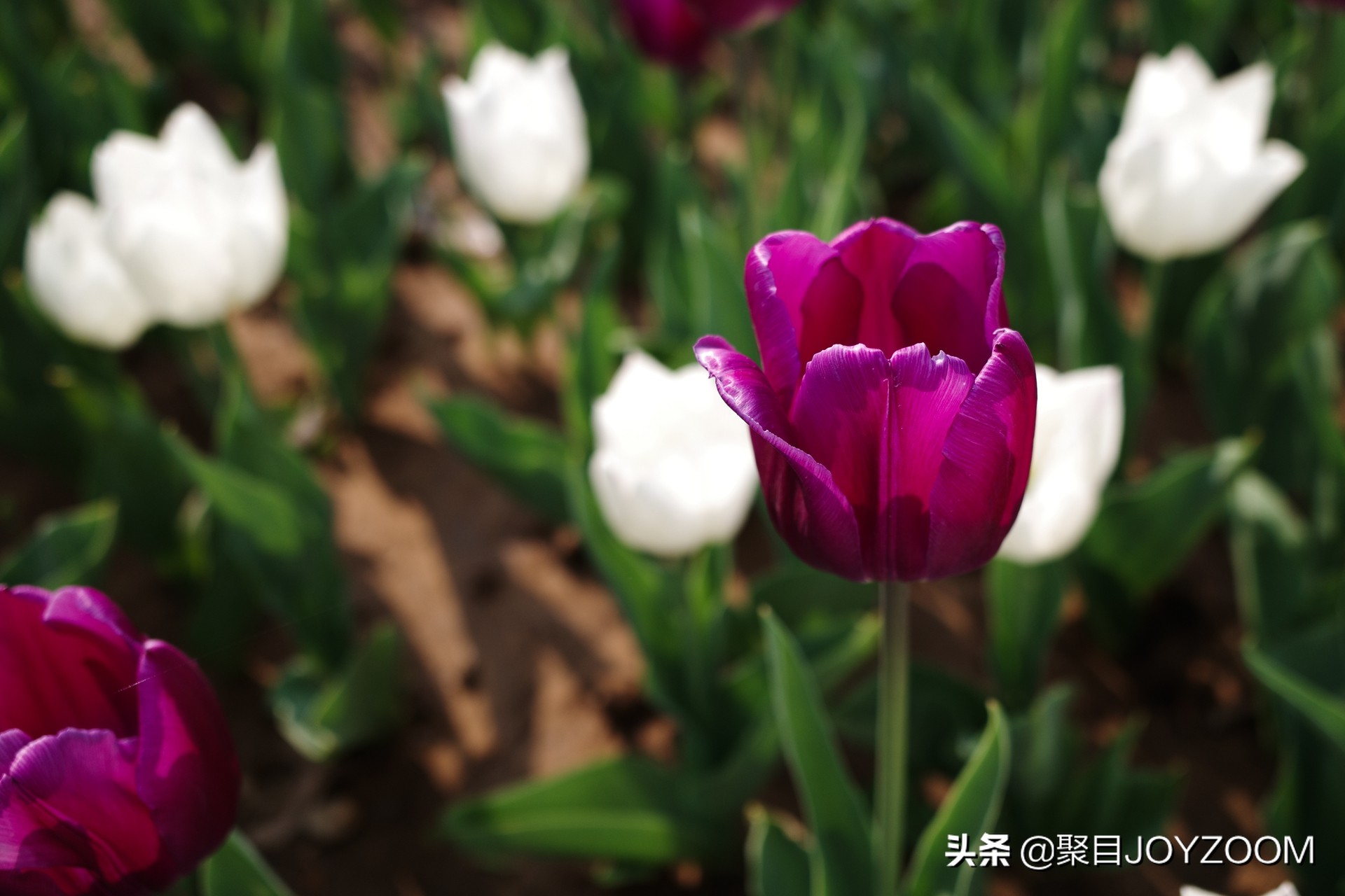 聚目体验丨最近有点儿红的街拍利器：理光GRIII入手体验