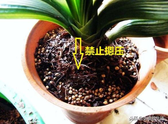 养君子兰需要什么条件才能开花,君子兰怎么养护才能让它开花