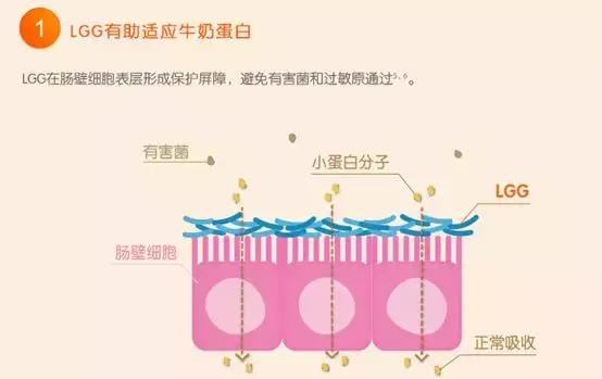 益生菌对过敏体质宝宝有作用吗,益生菌有防过敏的作用吗