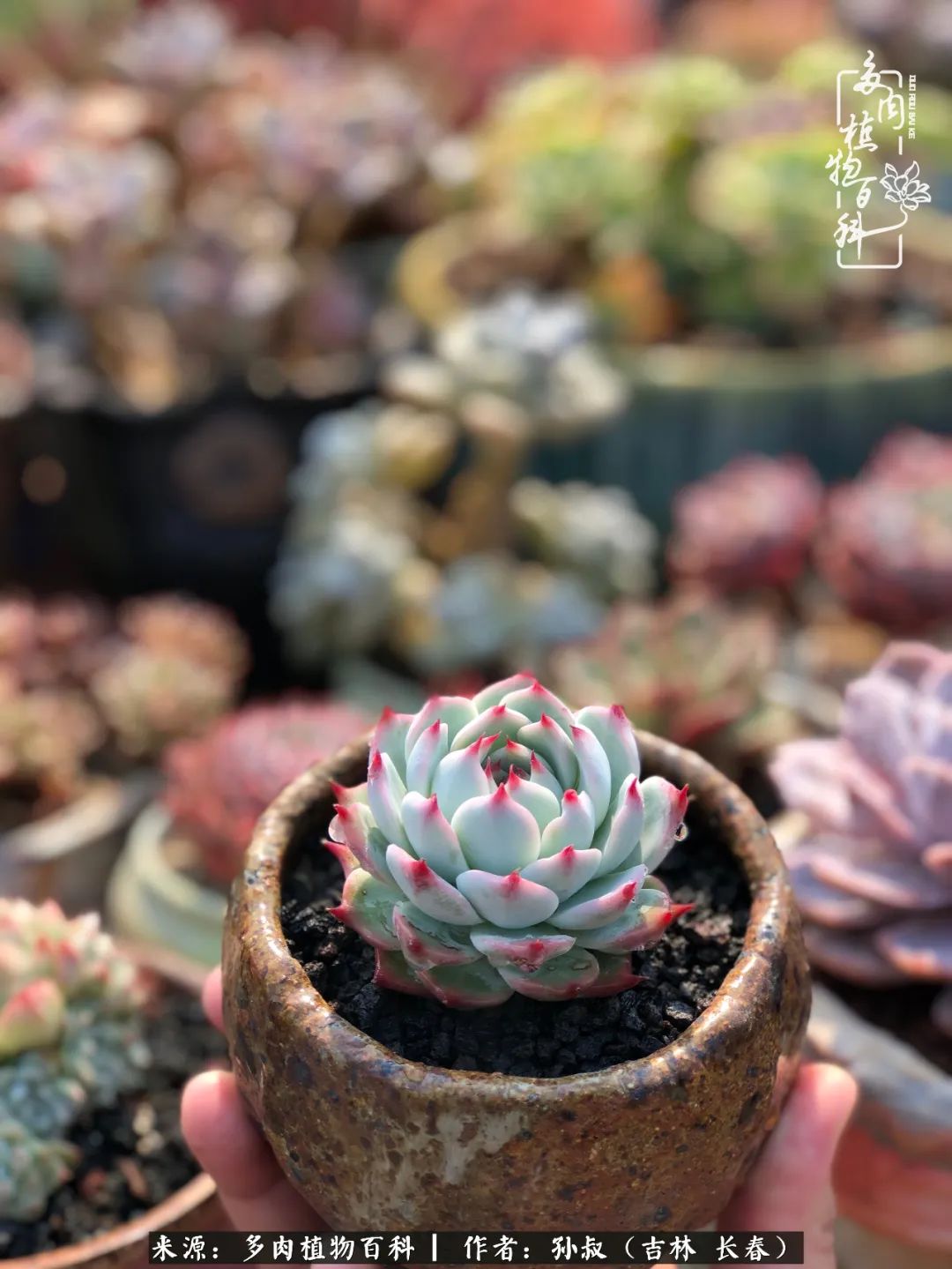 与多肉一起成长,与多肉相伴