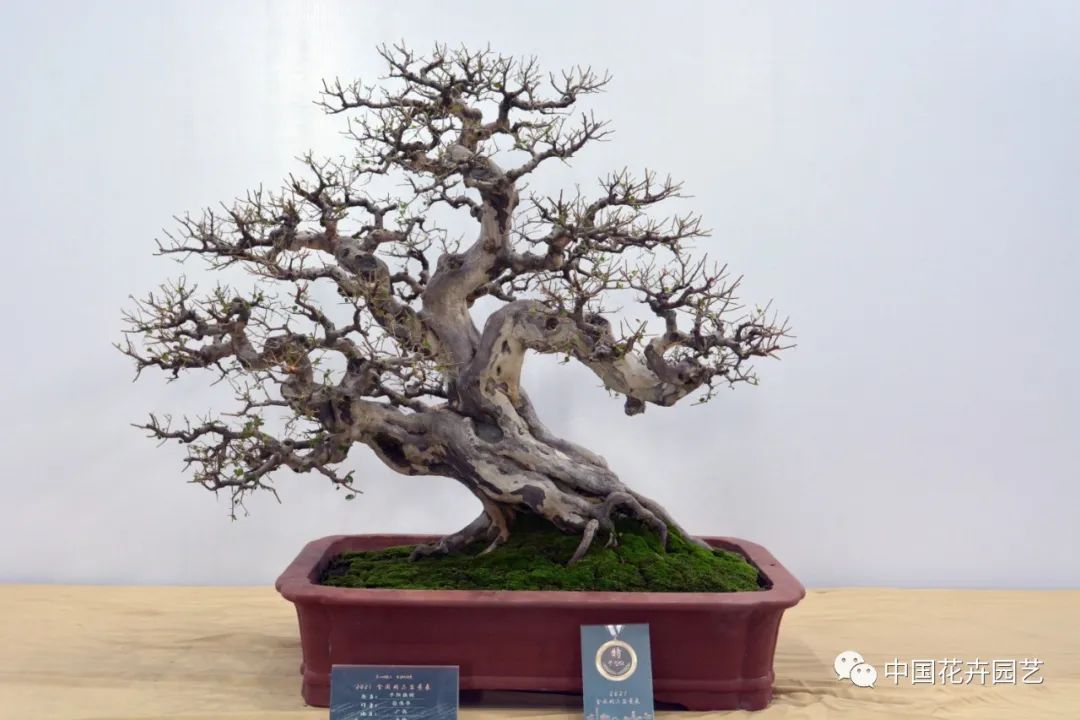 2021第三届中国盆景展,盆景展览会精品展