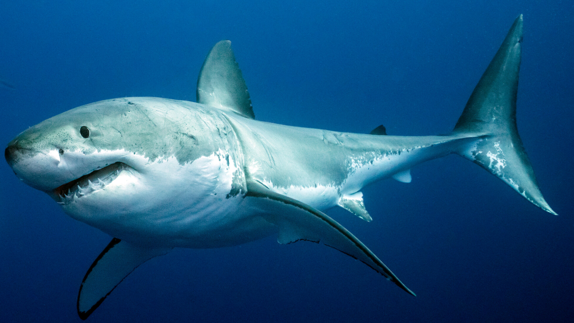 最强的棕熊和北极熊谁更厉害,十大顶级掠食者动物