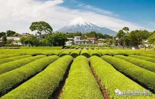 变态的日本农业:敬畏自然、超前思维、死磕单品!