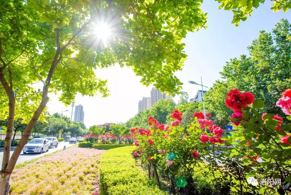 洛阳牡丹花会邀请,洛阳邀请全世界人民看牡丹