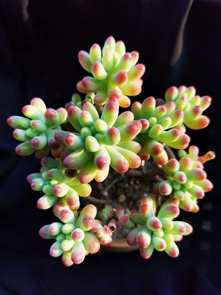 多肉砍头的怎么养,多肉怎么砍头才能爆发