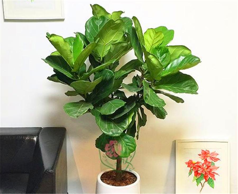 琴叶榕怎么打顶分枝,琴叶榕长多高砍头最好