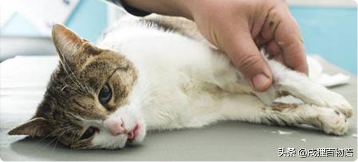 令人闻风丧胆的鼠疫,让猫咪致命的常见物