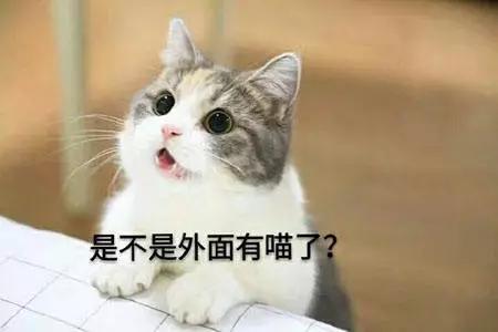 闻臭鞋、舔臭脚，猫主子是什么毛病