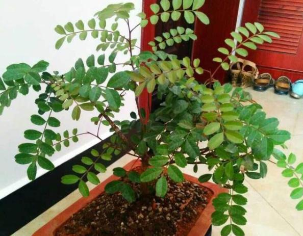 胡椒木盆景造型教程,胡椒木盆景种植技巧