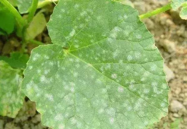 怎么判断小麦白粉病,白粉病防治妙招最佳方法