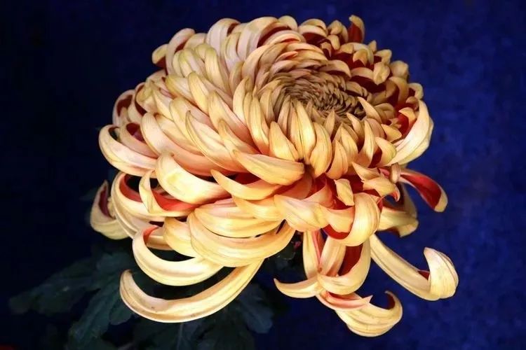 花中四君子菊花,花中四君子菊花的简介