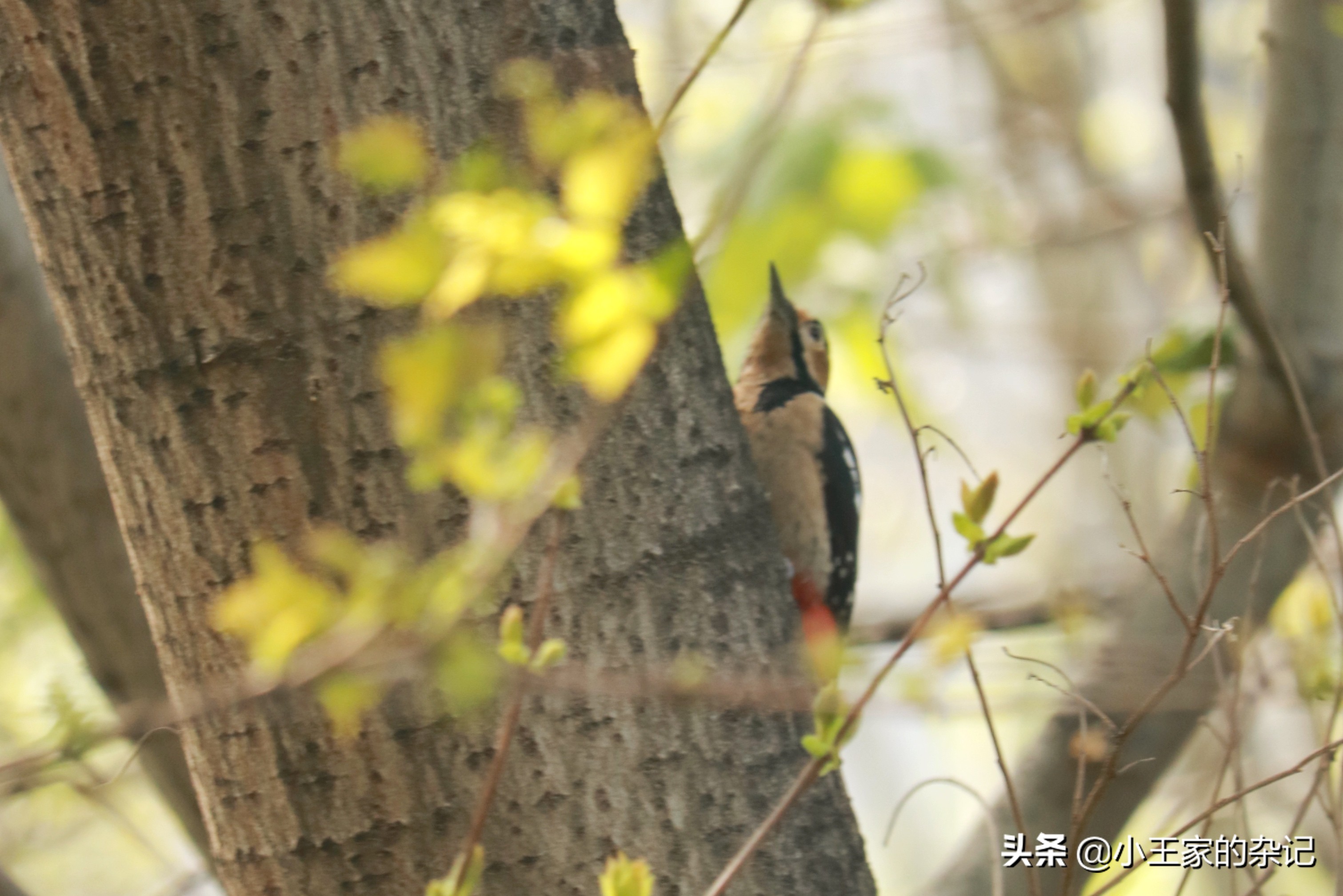 国际爱鸟日天桥岭,国际爱鸟日