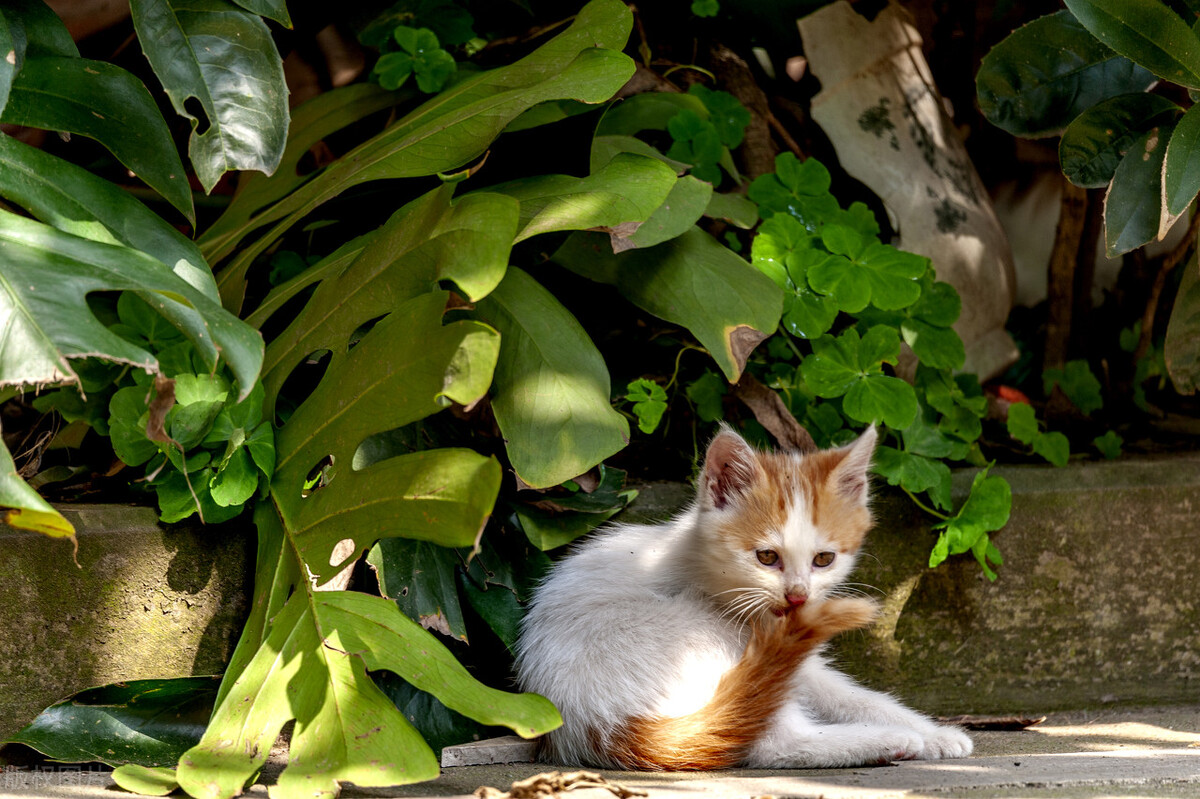 猫咪到处舔是什么意思,猫咪有时突然到处乱窜