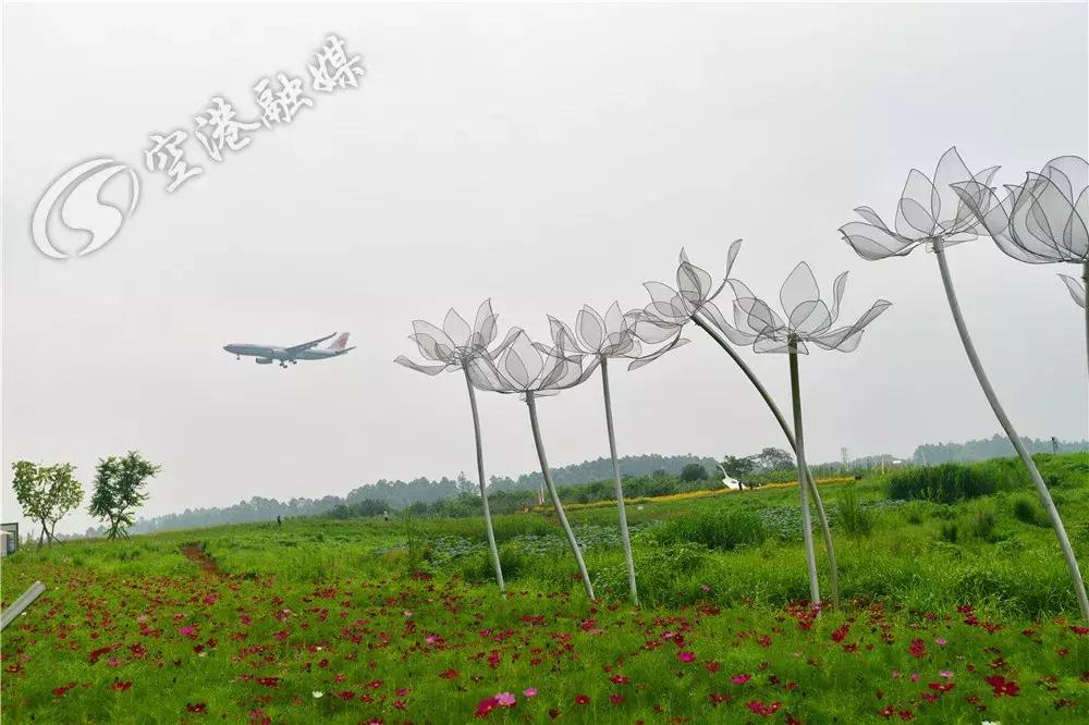 双流哪里可以赏花看飞机,双流附近赏花攻略路线