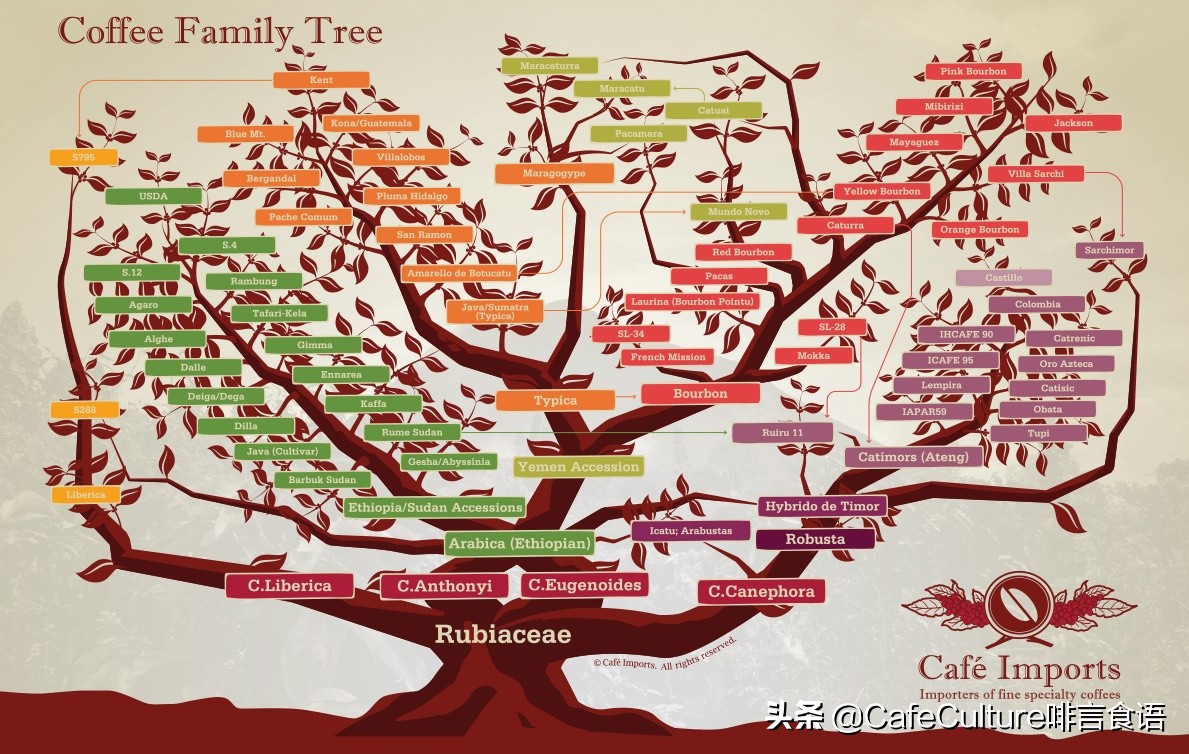 咖啡有哪些品种,普洱咖啡品种