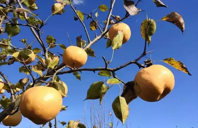 秋季润喉吃哪种梨比较好吃,秋燥吃什么梨最好吃