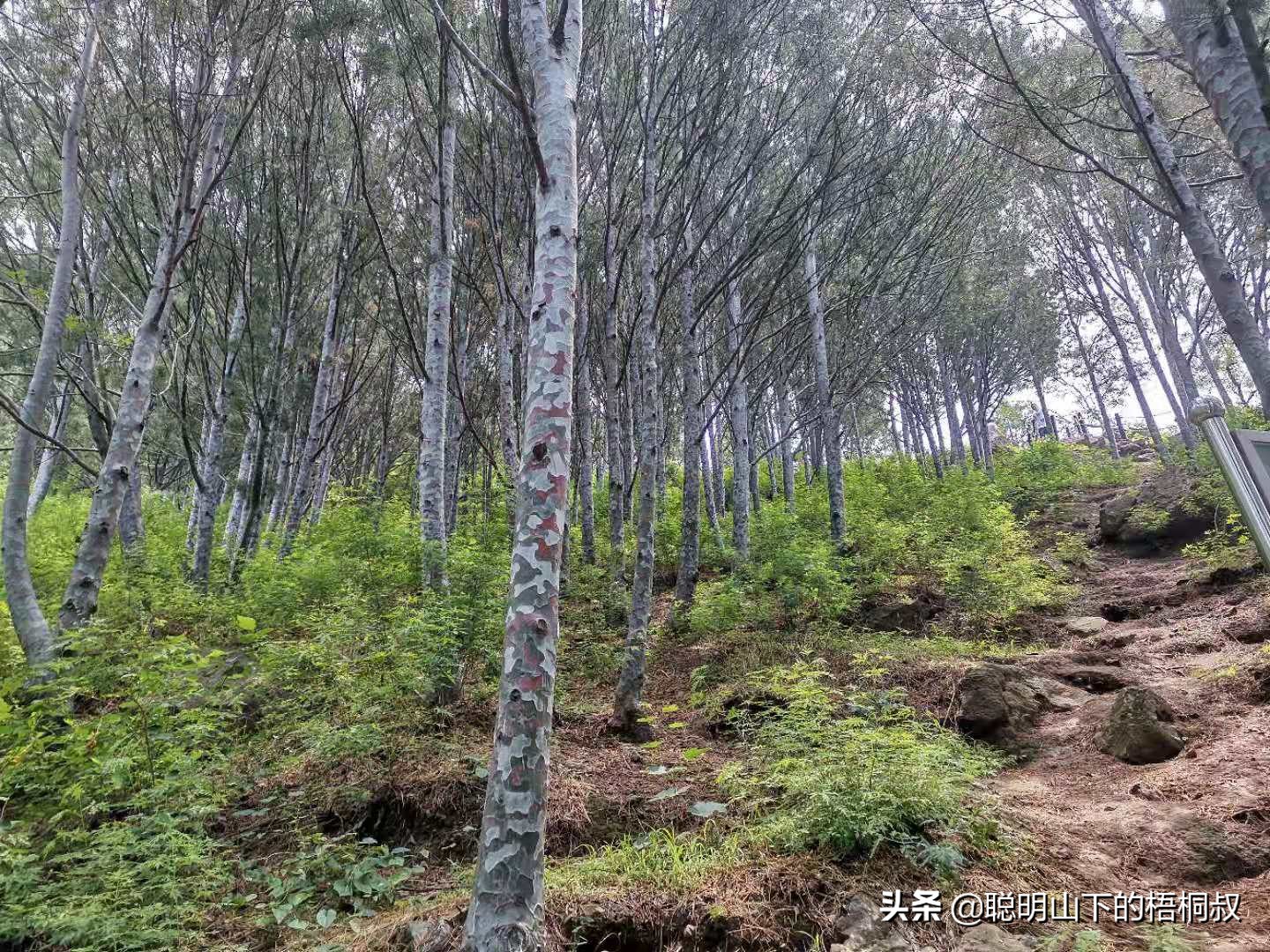 蟒山国家森林公园自由行攻略,北京蟒山森林公园游玩攻略