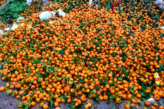 蜜桔积压面临腐烂,广西蜜桔滞销现状