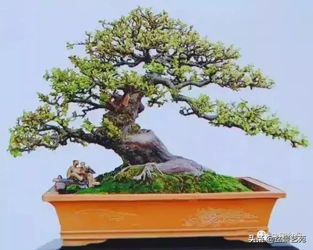 雀梅盆景艺术鉴赏图片,红芽雀梅盆景冬天怎么养护