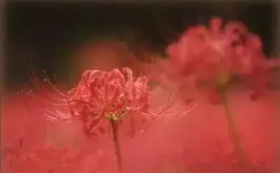 100种花的英文和花语是什么,100种花的花语以及送花礼仪分享