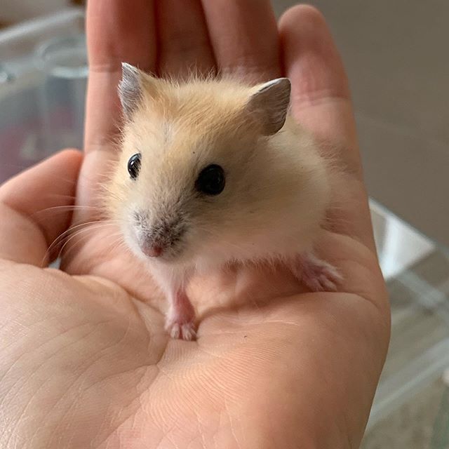 仓鼠不想脱水，吐着舌头向饲主求水喝，夏季预防仓鼠中暑请这样做