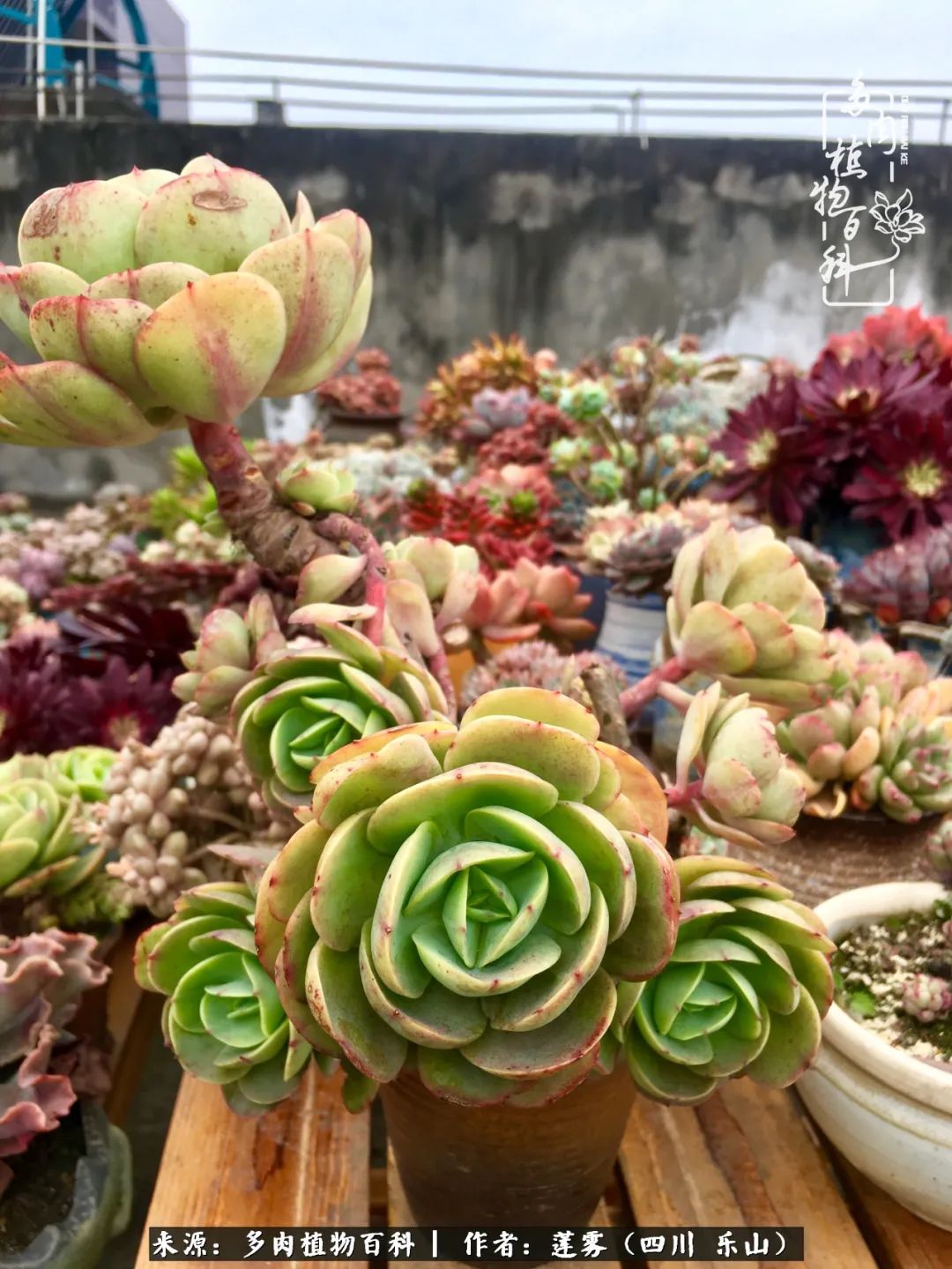 治愈系多肉精灵,初冬携一抹暖阳与多肉相伴
