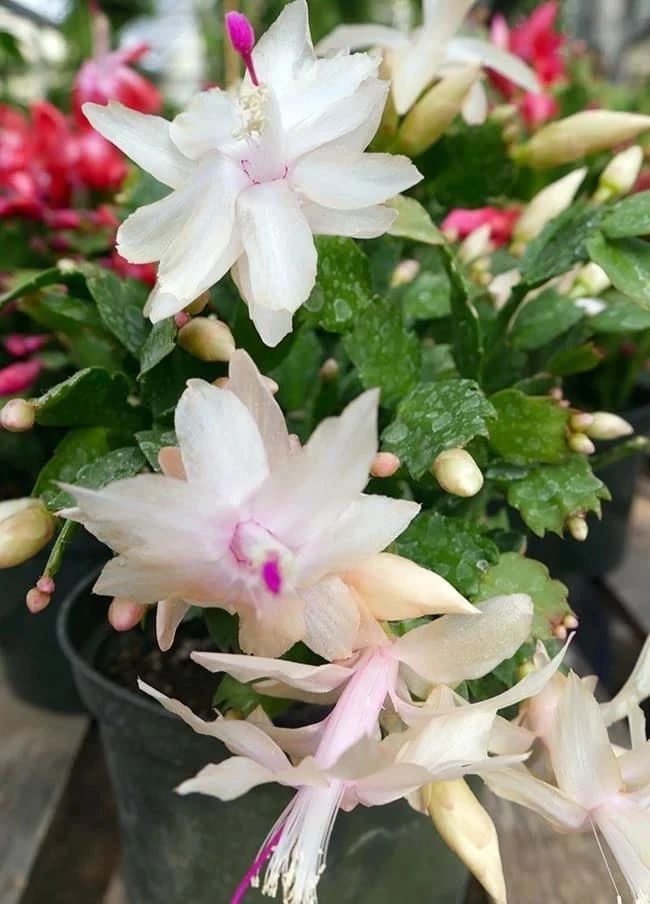 室内蟹爪兰如何养,室内养蟹爪兰的正确方法