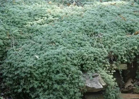 岩石花园景区,岩石园常用花卉