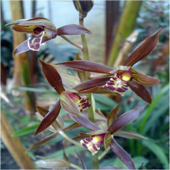 金嘴墨兰的根都空心了怎么办,金边墨兰和金嘴的区别图片