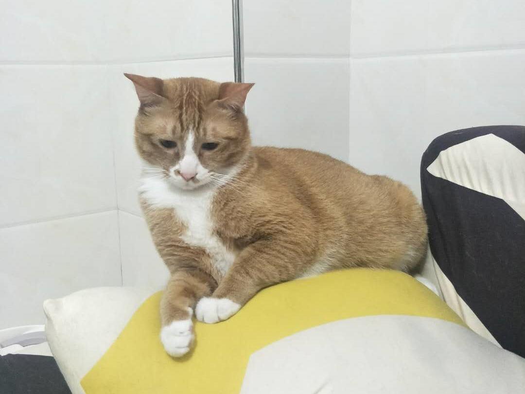 猫奴推荐,猫奴都有什么