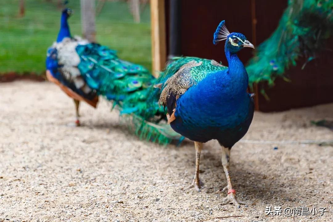 广西大学和云南大学哪个更好,广西大学pk云南大学