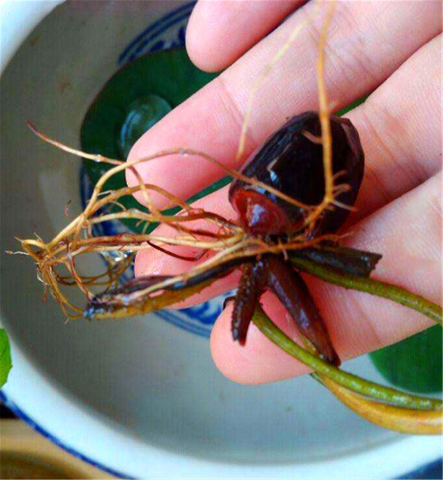 碗莲种植方法及生根方法,碗莲种植方法开花全过程