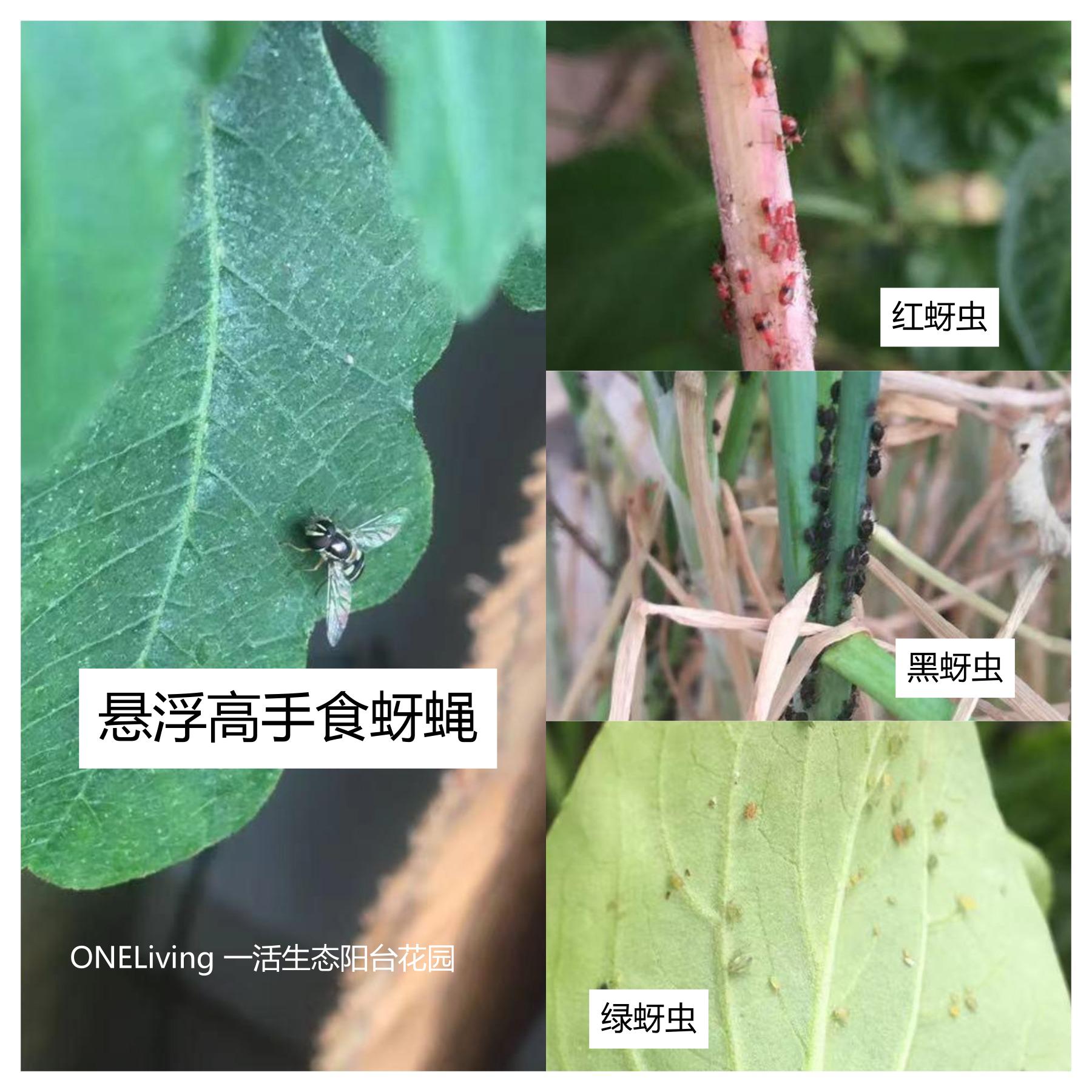 蚜虫白粉蚧,菜苗蚜虫怎么除虫最好用