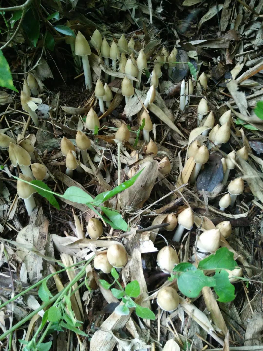 一声闷雷歌词,一声声闷雷