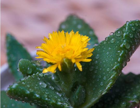 多肉四海波的图片,多肉植物四海波价格