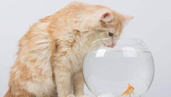 外出七天猫咪怎么安置,假期猫咪独自在家猫砂怎么处理