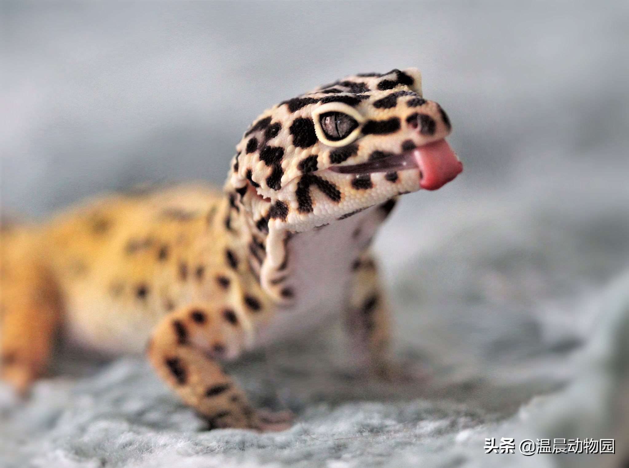 爬宠豹纹守宫的动物,爬宠朋友豹纹守宫视频