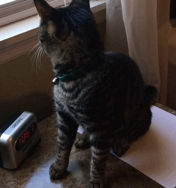 宠物主最担心猫咪什么问题,宠物主最担心猫咪出什么问题