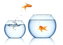 狗到底可以吃海带吗,狗多大可以吃海带