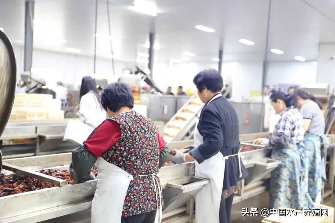 从0到1.5亿营收,小龙虾尾、调味虾迅速蹿红,使得这家小龙虾加工出口企业转内销后,不用再看国外脸色