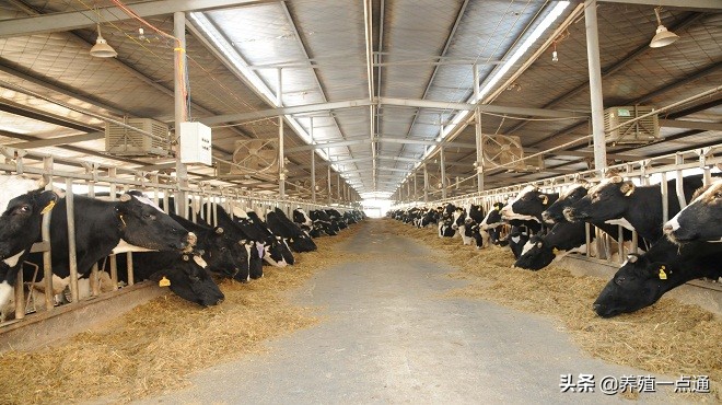 奶牛养殖要注意温度,奶牛各个阶段饲养管理要点