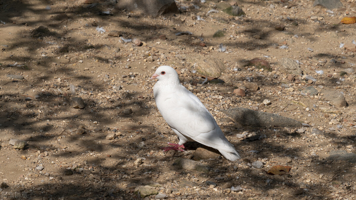 赛鸽病毒性嗉囊炎,信鸽嗉囊炎的症状和治疗