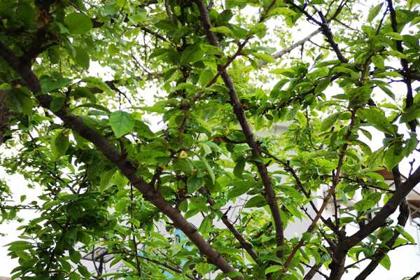 李树长了白色小虫怎么办,李树干长虫子怎么办