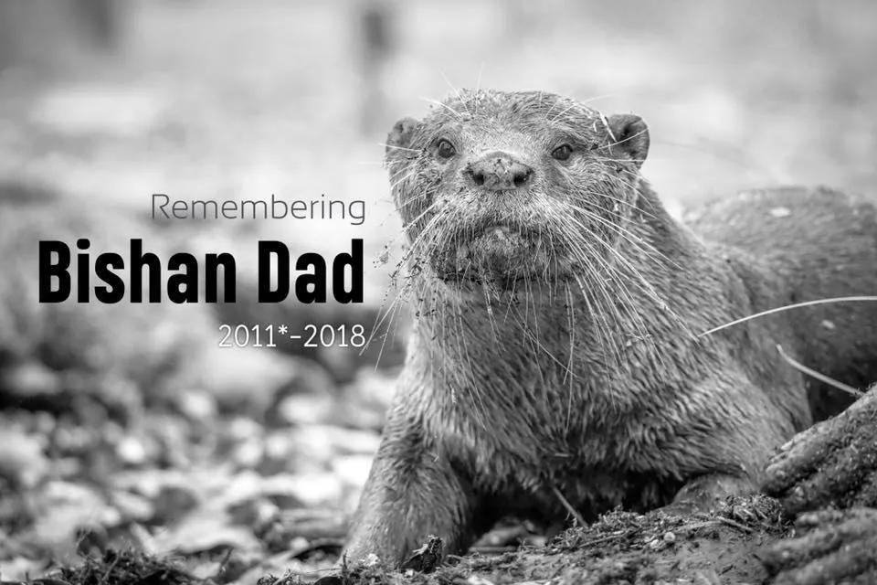 新加坡打架最惨烈的一次,新加坡出租车司机种族冲突