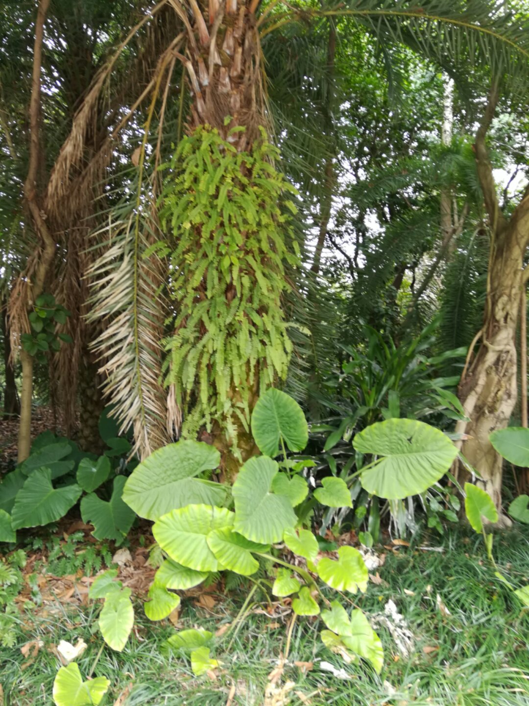 青秀山奇幻之旅,南宁2022奇妙之旅