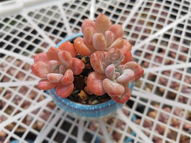 我和多肉,我与多肉